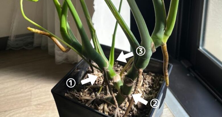 モンステラの株分けにチャレンジ！初心者でも無事に植え替えできる 